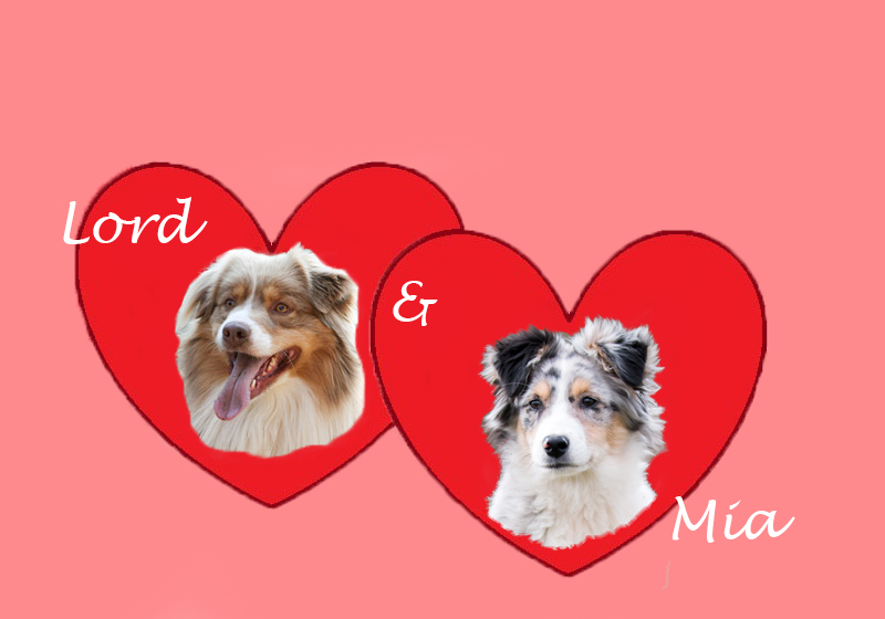 Australian Shepherd Welpen Wurf März 2016