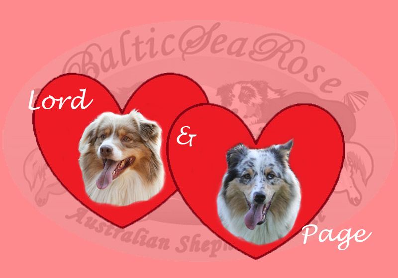 Australian Shepherd Welpen Wurf Mai 2013